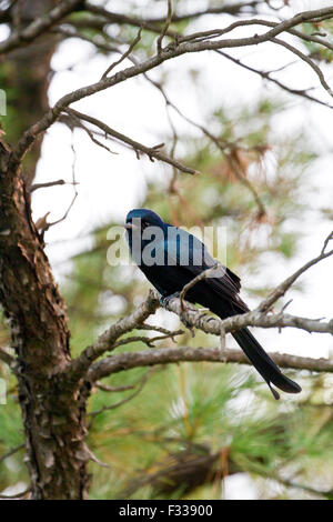 Nero (Drongo Dicrurus Macrocercus) bellissimo uccello appollaiate sul ramo con nice background Foto Stock