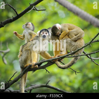 Nero-capped scimmie scoiattolo seduto sul ramo di albero con il loro piccolo grazioso bebè
