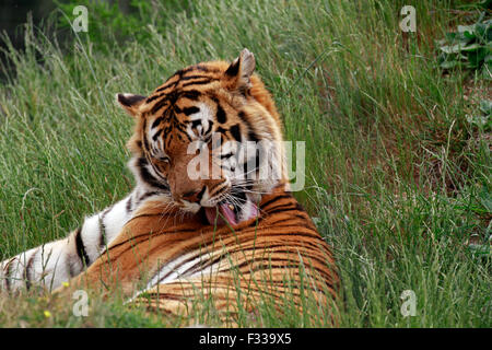 Una tigre del Bengala (Panthera tigris tigris) nel Drakenstein Lion Park, Klapmuts, Cape Winelands, Sud Africa. Foto Stock