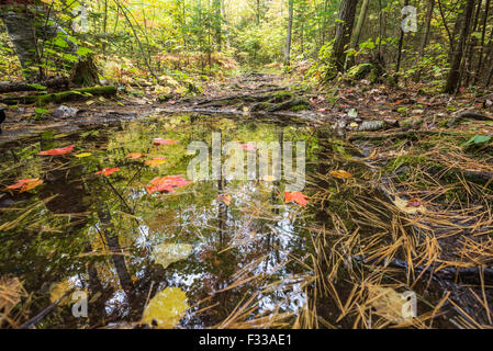 Alberi circostanti si riflettono in una piccola foresta pozza piena con foglie di acero e gli aghi, Killarney, Canada Foto Stock