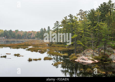 A stony bog bordo con multicolore di caduta di alberi, Killarney, Ontario, Canada Foto Stock