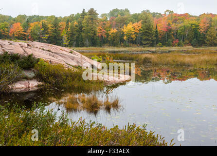 A stony bog edge e distante multicolore di caduta di alberi, Killarney, Ontario Foto Stock