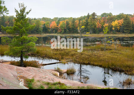 Lapidato bog bordo con numerosi alberi verdi e multicolore di caduta di alberi in background, Killarney, Canada Foto Stock