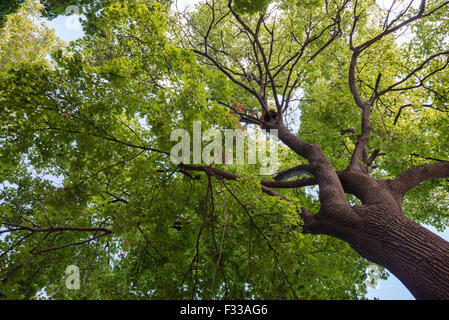 Vista dal basso di una corona di un enorme albero verde con nest, Niagara sul lago, Canada Foto Stock