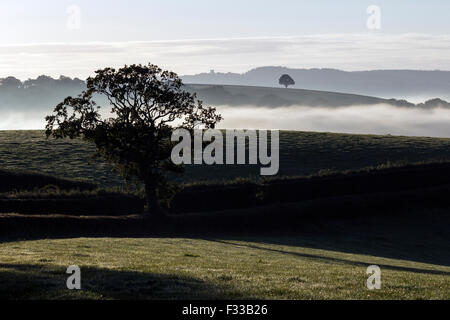 Alberi di quercia nella nebbia di mattina,Devon,Teign Valley,nebbia,Foggy sunrise over Devon campi,Teign valley,recinto,duns ford,Haldon,halon Belvedere Foto Stock