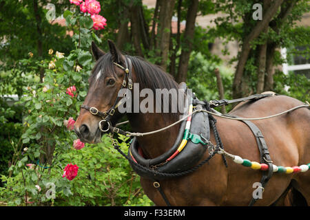 Traino di cavallo stretta barca del carbone in Inghilterra English Europe Foto Stock