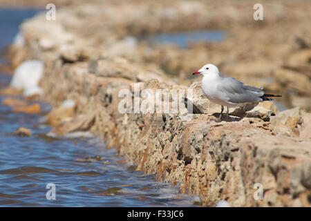 Gabbiano di Audouin (Ichthyaetus audouinii) a Estany Pudent salinas nel Parco Naturale di Ses Salines (Formentera, Isole Baleari, Mar Mediterraneo, Spagna) Foto Stock