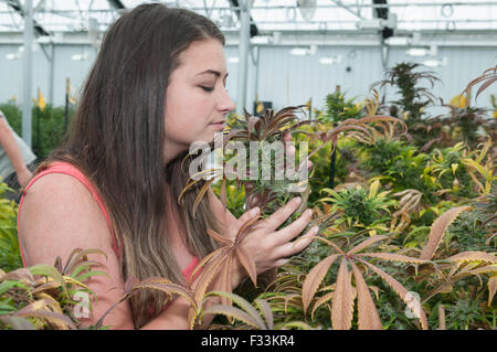 Azienda e ammirando molto grande bud sulla marijuana pianta a crescita commerciale. Denver, CO Foto Stock