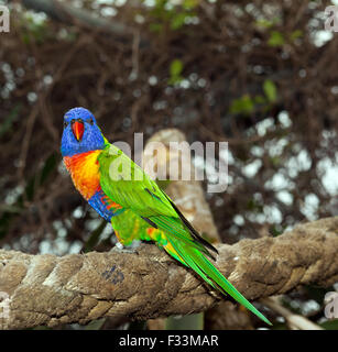 Australian Rainbow Lorikeet a Wingham Wildlife Park, Foto Stock