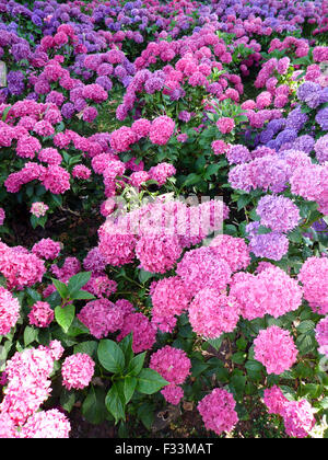 Cespugli di ortensie in diversi colori Foto Stock