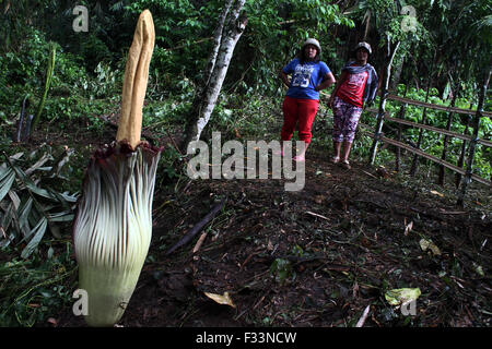 Sumatra, Indonesia. 29Sep, 2015. I residenti ha visto un titan arum fiore (Amorphophallus titanum), noto come 'cadavere fiore", fioritura ai piedi del monte Sinabung nella foresta Kerangen Penggurun, Gunung Merlawan village, nel nord di Sumatra, in Indonesia il 29 settembre 2015. La pianta rara, nativo della foresta pluviale tropicale di Sumatra, inatteso del blumo in programma e ben noto come l'odore di marcio carne. Titan arum fiori ogni tre anni e l'odore della carcassa quando accade. Credito: Ivan Damanik/Alamy Live News Foto Stock