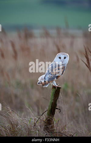 Barbagianni Tyto alba Cley Norfolk inverno Foto Stock