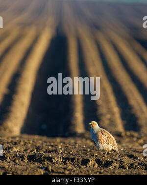 La Starna Perdix perdix maschio su terreni agricoli Norfolk Aprile Foto Stock