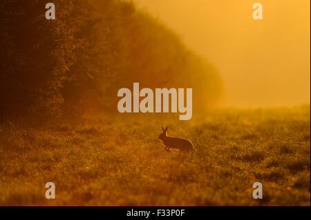 Brown lepre Lepus europaeus in esecuzione attraverso il coperchio di gioco sul bordo del grande campo di seminativi Norfolk all'alba Foto Stock