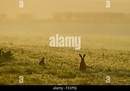Brown lepre Lepus europaeus e la starna sul bordo del campo all'alba Norfolk Foto Stock