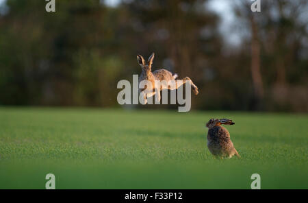 Brown lepre Lepus europaeus boxe nella primavera del Norfolk Foto Stock