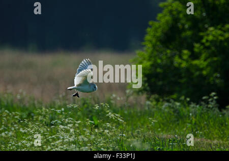 Barbagianni Tyto alba di portare cibo a nido Lakenheath RSPB Riserva Suffolk Foto Stock