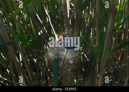 Il cuculo Cuculus canorus 12 giorno chick in Reed Trillo nest East Anglian Fens può Foto Stock