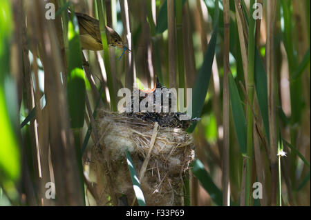 Il cuculo Cuculus canorus 12 giorno chick in Reed Trillo nest East Anglian Fens può Foto Stock