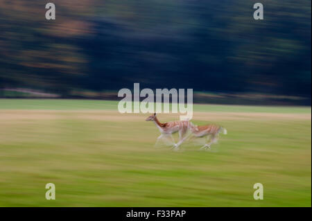 Daini Cervus dama Holkham Norfolk autunno Foto Stock