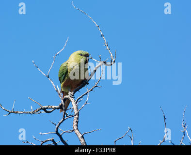 Austral parrocchetto, austral conure o emerald parrocchetto (Enicognathus ferrugineus) Parco Nazionale Torres del Paine Patagonia Cile Foto Stock