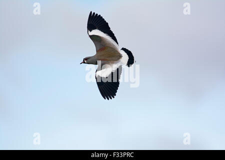 Southern Pavoncella Vanellus chilensis Torrel del Paine National Park in Patagonia Cile Foto Stock