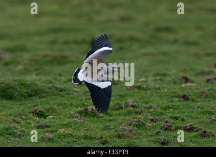 Southern Pavoncella Vanellus chilensis Torrel del Paine National Park in Patagonia Cile Foto Stock