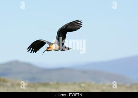 Nero-di fronte Ibis Theristicus melanopis Parco Nazionale Torres del Paine Patagonia Cile Foto Stock