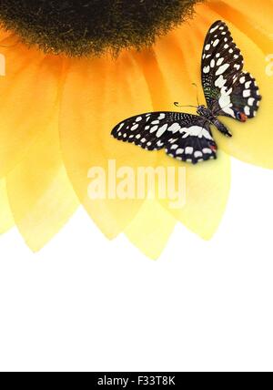 Farfalla posata su un girasole Foto Stock