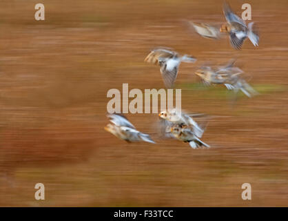 Snow Buntings Plectrophenax nivalis gregge Salthouse Norfolk inverno Foto Stock