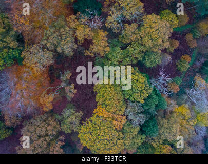 Colore di autunno, legno Thursford Norfolk Wildlife Trust Reserve North Norfolk. Thursford è un antico bosco con alcune querce tho Foto Stock