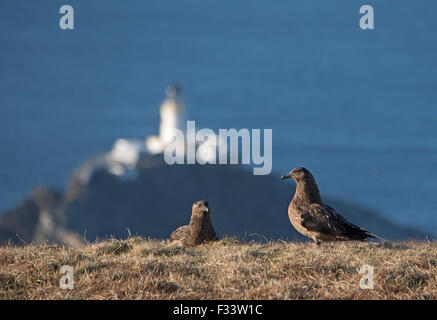 Grande Stercorari Stercorarius skua Hermaness Unst Shetland Scozia Aprile Foto Stock