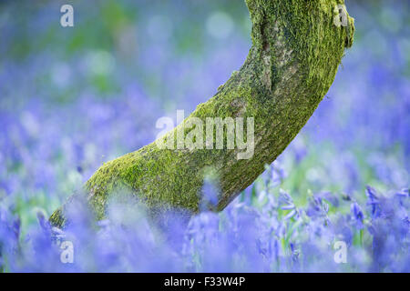 Bluebells nei boschi vicino a Minterne Magna, Dorset, England, Regno Unito Foto Stock