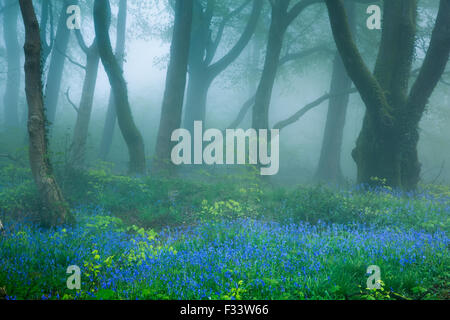 Bluebells nel Bosco nebbioso vicino Minterne Magna all'alba, Dorset, England, Regno Unito Foto Stock