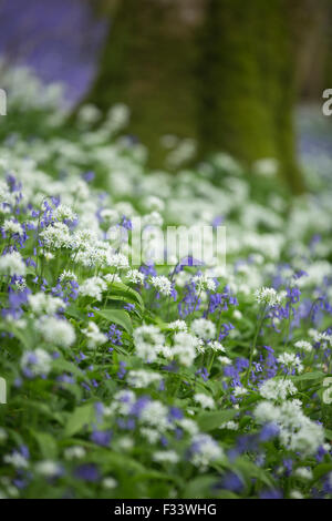 Bluebells nei boschi vicino a Cerne Abbas, Dorset, England, Regno Unito Foto Stock