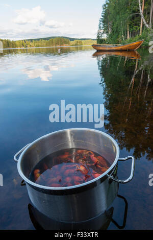 Gamberi di fiume Foto Stock