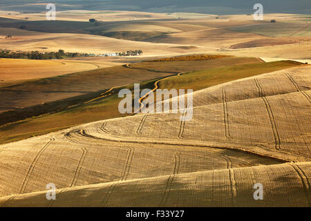 Terreni agricoli di laminazione nella regione di Overberg vicino Villiersdorp, Western Cape, Sud Africa Foto Stock