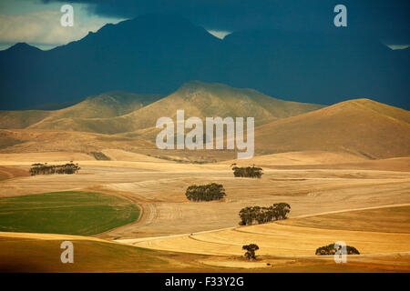 Terreni agricoli di laminazione nella regione di Overberg vicino Villiersdorp, Western cappuccio, Sud Africa Foto Stock