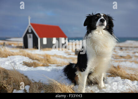 Un cane di fronte alla chiesa Bjarnarhofn, Penisola Snaefellsness, Islanda Foto Stock