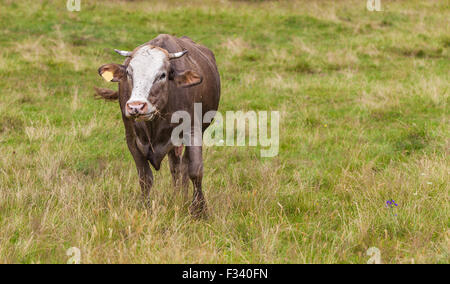 Mucca mangia l'erba nei Carpazi Foto Stock