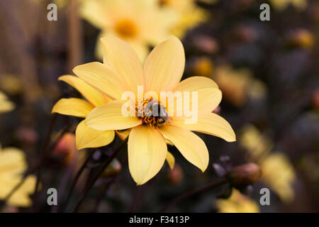 Bumblebee su Dahlia 'Vescovo di York'. Foto Stock