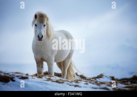 Un cavallo nr Helgafell, Penisola Snaefellsness, Islanda Foto Stock
