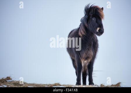 Un cavallo nr Helgafell, Penisola Snaefellsness, Icelnd Foto Stock