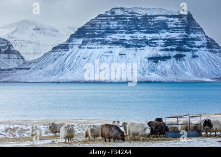 Pecora con snowclad Kirkjufell oltre, Penisola Snaefellsness, Islanda Foto Stock