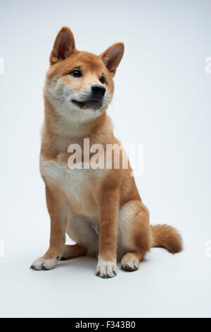 Carino Shiba Inu cucciolo sittiong su sfondo bianco Foto Stock