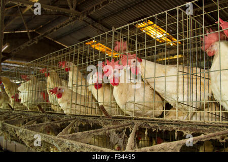 Bianco fattoria di polli in sezioni di cella Foto Stock