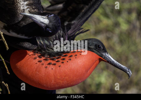 Magnifiche Fregate (maschio con custodia rossa, femmina a lato), North Seymour Island, Isole Galapagos, Ecuador. Foto Stock