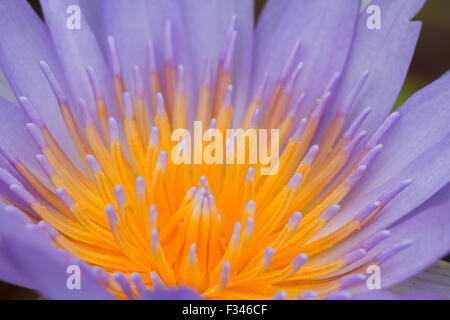 Loto viola. Foto Stock
