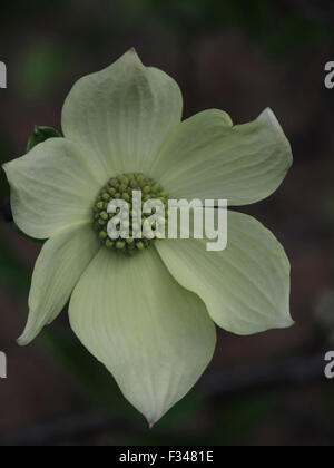 Brattee e fiori del Pacifico Sanguinello tree (Cornus nuttallii), Sierra Foothills della California del Nord. Foto Stock