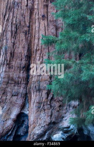 Sequoia gigante alberi di Sequoia National Park, California, Stati Uniti d'America Foto Stock